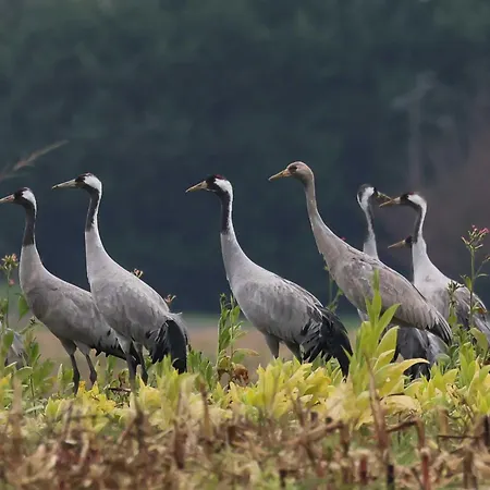 Perisse, Le Petit Apartment Libaros