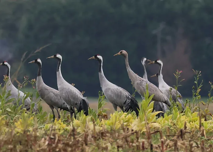 Perisse, Le Petit 아파트 Libaros
